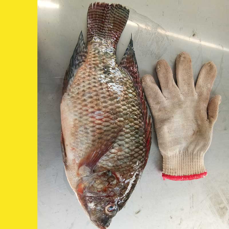 Sizeoftilapia weight sorting machine, grading mahcine