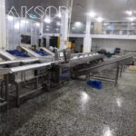 Double Channel Fish Sorting Machine