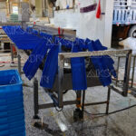 Yellow croaker weight sorting machine/ Fish weight sorter